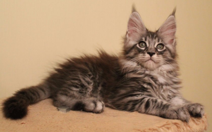 Котенок мейн-куна Котенок мейн-куна