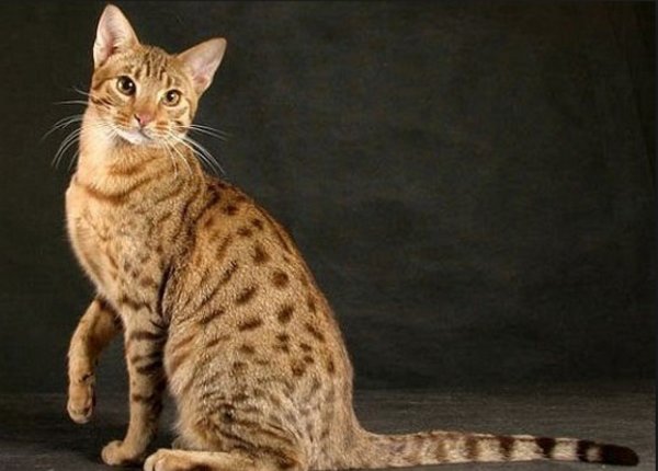 Серенгети (36 фото): описание породы кошек. Особенности характера котов. Условия содержания котят
