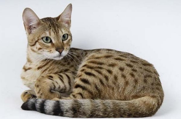 серенгети порода кошек описание
