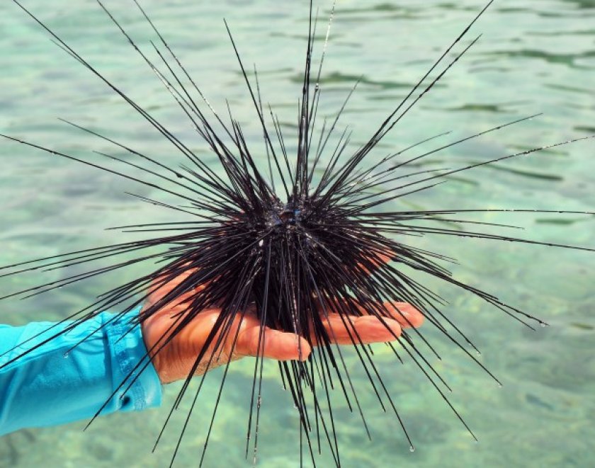 Морские ежи Морские ежи