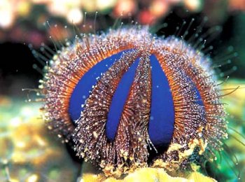 Морские ежи: плюсы и минусы в содержании