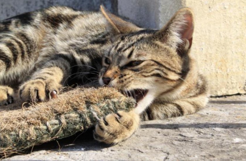 Серенгети Серенгети