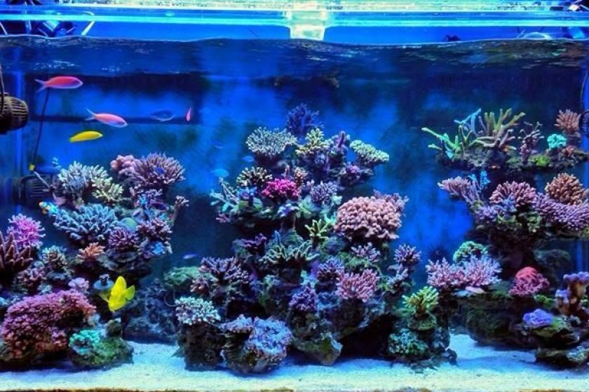 аквариум аквариум