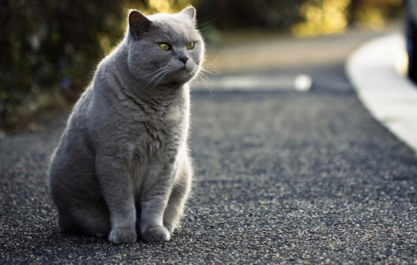 Британский кот Британский кот