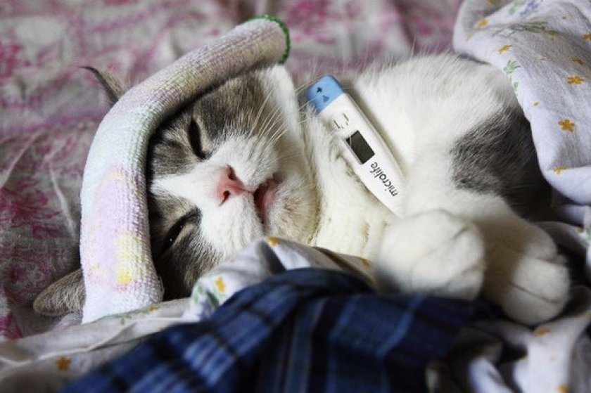 Показания к применению