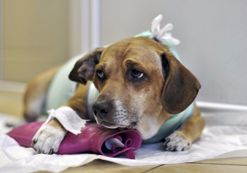 Собака Собака