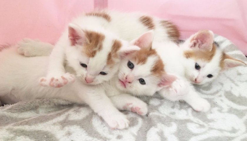 Котята Котята