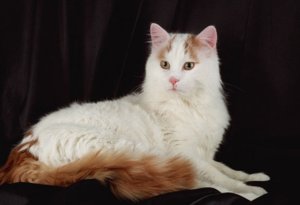 Кошка турецкий ван