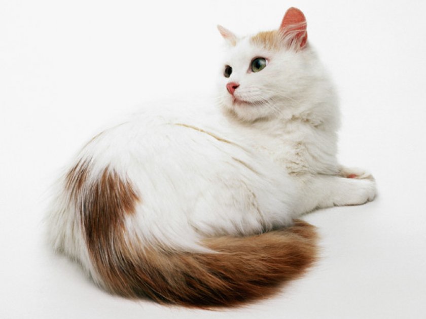 Кошка турецкий ван