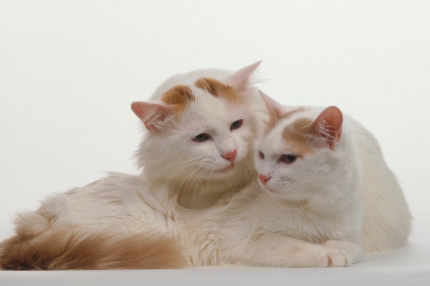 Кошка турецкий ван