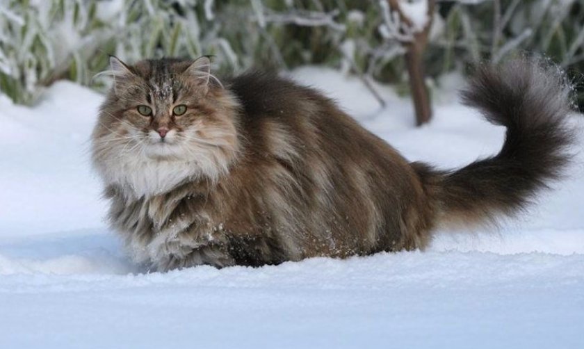 Норвежский лесной кот Норвежский лесной кот