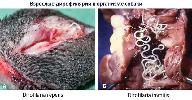 Дирофиляриоз Дирофиляриоз