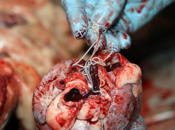 Что такое дирофиляриоз и как лечить у собак