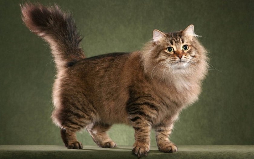 Сибирская кошка Сибирская кошка