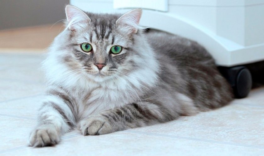 Сибирская кошка Сибирская кошка