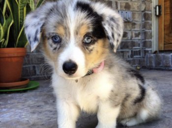 Что такое метис у собак