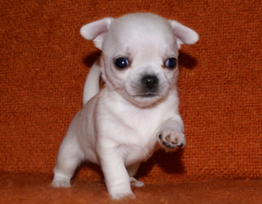 Щенок чихуахуа фото 1 месяц как выглядит I sell beautiful chihuahua boys. Puppies are active sand color, accustomed to th