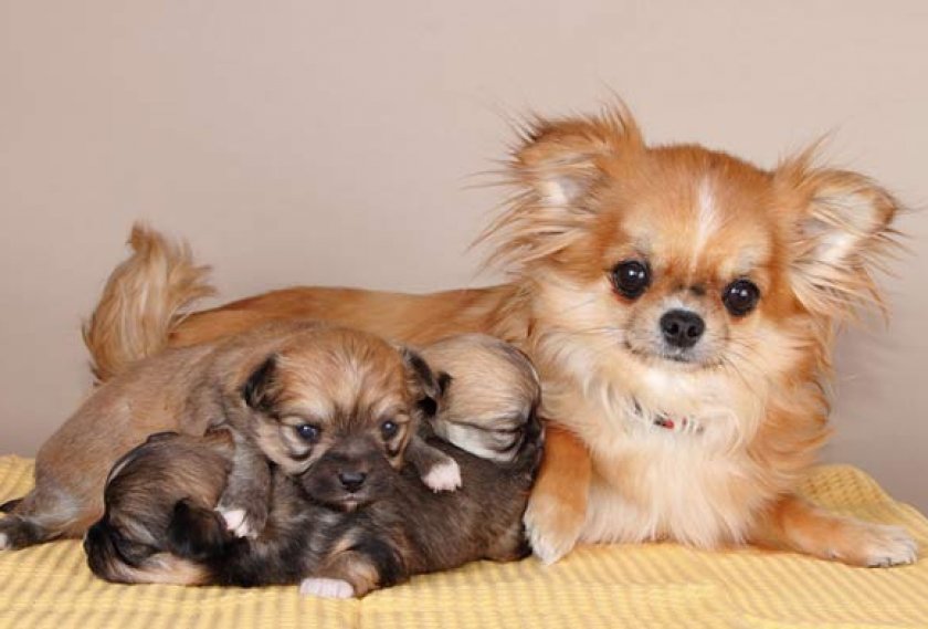 щенки чихуахуа щенки чихуахуа
