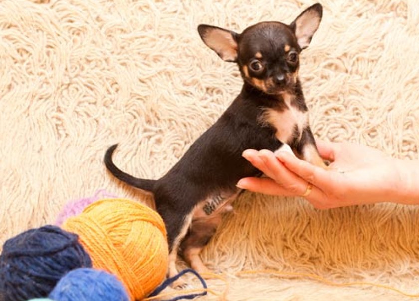 щенки чихуахуа щенки чихуахуа