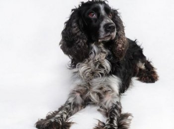 Особенности содержания русского спаниеля в домашних условиях