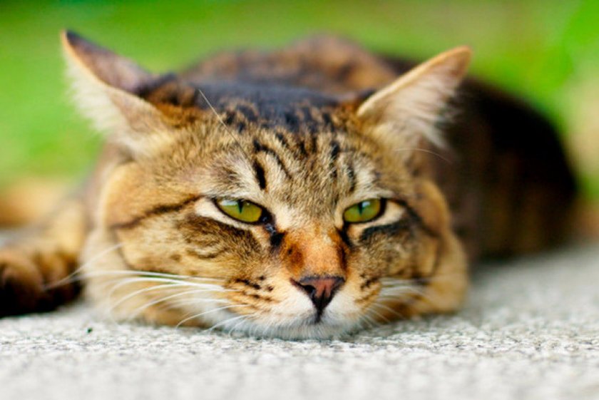 Токсоплазмоз у кошек