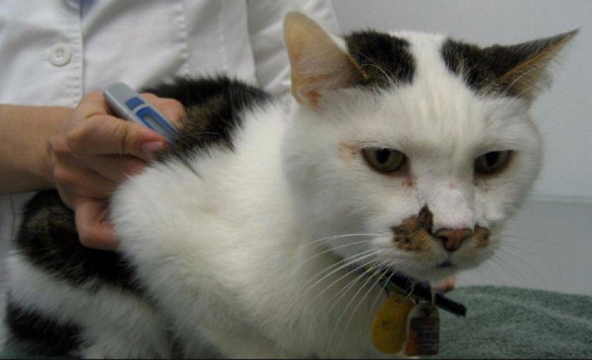 Токсоплазмоз у кошек