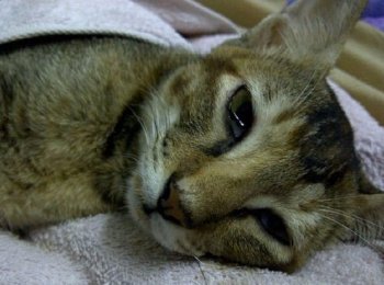 Токсоплазмоз у кошек: что это такое, как и чем лечить