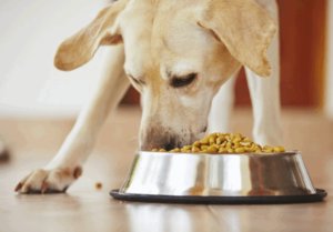 Сухой корм для собак