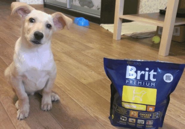 Brit Premium Brit Premium