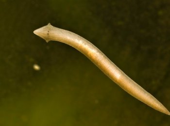 Как избавиться от планарии в аквариуме