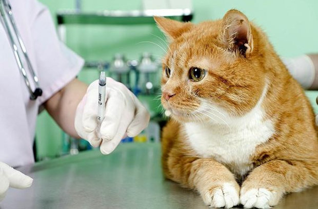 Кошка у ветеринара Кошка у ветеринара