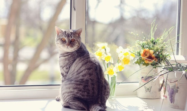 Кошка Кошка