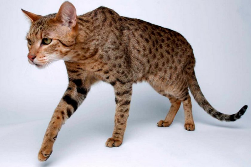 Условия для кошки