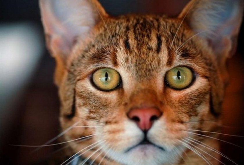 Особенности ухода и содержания кошек породы ашера в домашних условиях Особенности ухода и содержания кошек породы ашера в домашних условиях