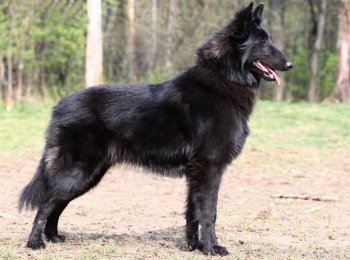 Ум и сообразительность бельгийской овчарки грюнендаль