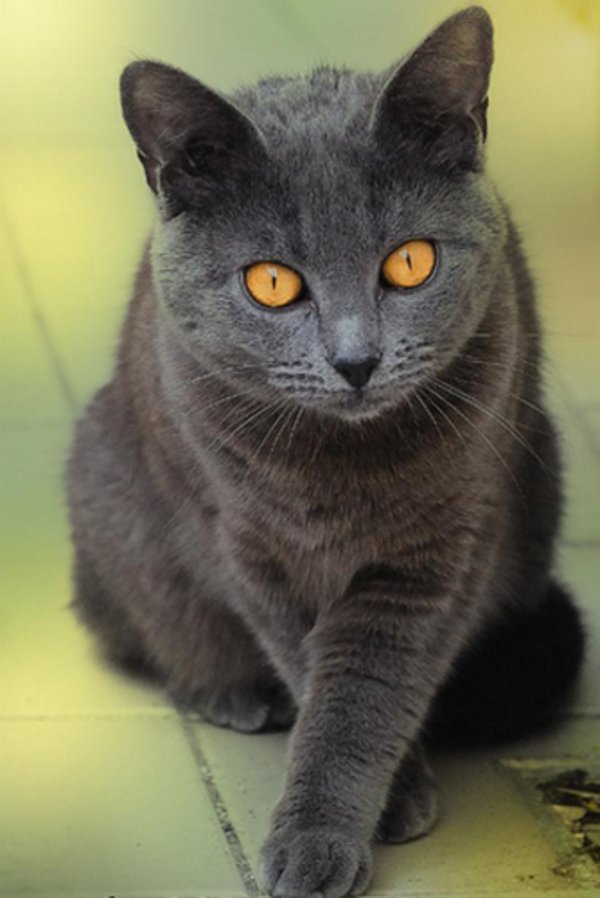 Описание картезианской кошки или шартреза