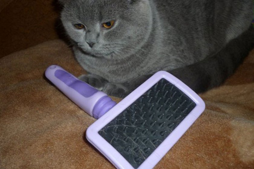 Уход за шартрез