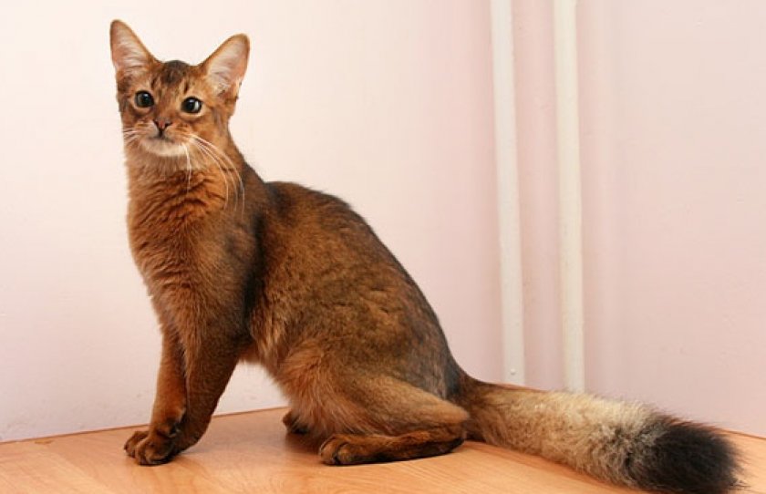 сомалийская кошка характер