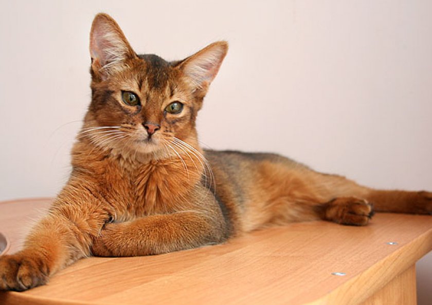 Сомалийская кошка Сомалийская кошка