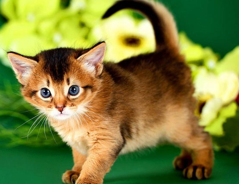 Сомалийская кошка Сомалийская кошка