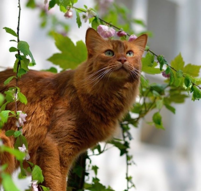 Сомалийская кошка Сомалийская кошка