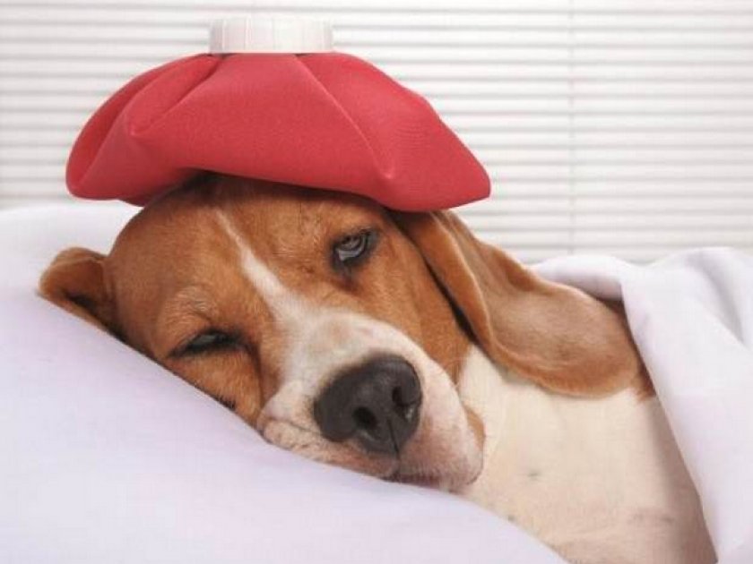 Лечение собаки