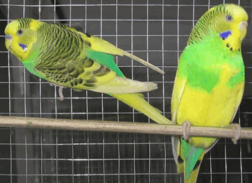 Волнистые попугаи Волнистые попугаи