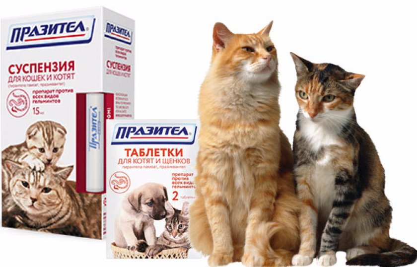 Празител для кошек инструкция