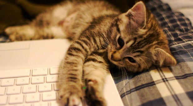 Кошка Кошка