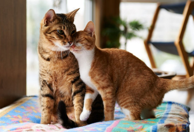 Кошка Кошка