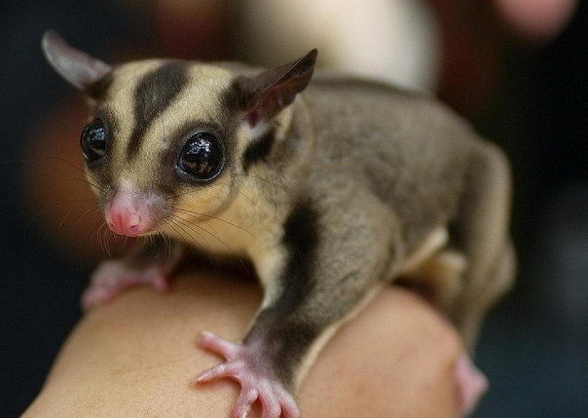 Сахарный поссум