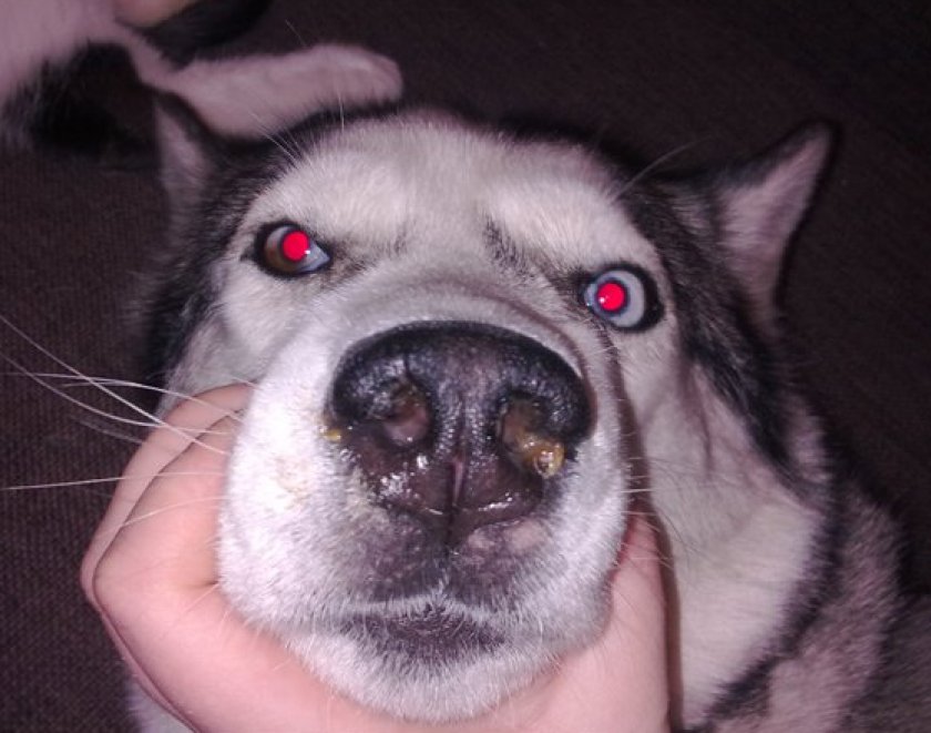 Микоплазмоз у собак