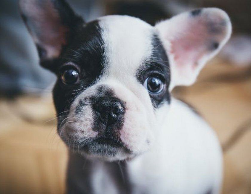 Микоплазмоз у собак