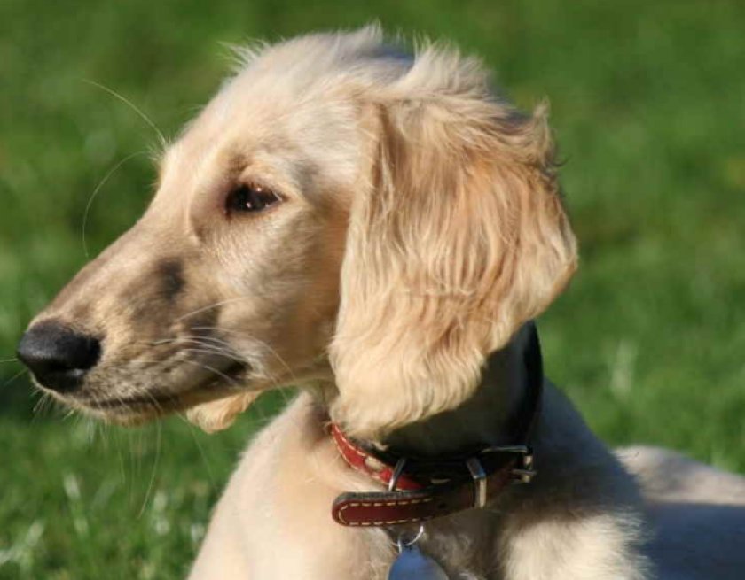 Микоплазмоз у собак